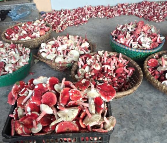 nấm chẹo, đặc sản quý hiếm, vàng đỏ