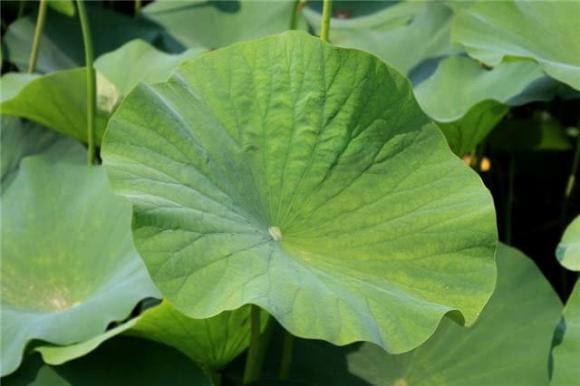 lợi ích của lá sen