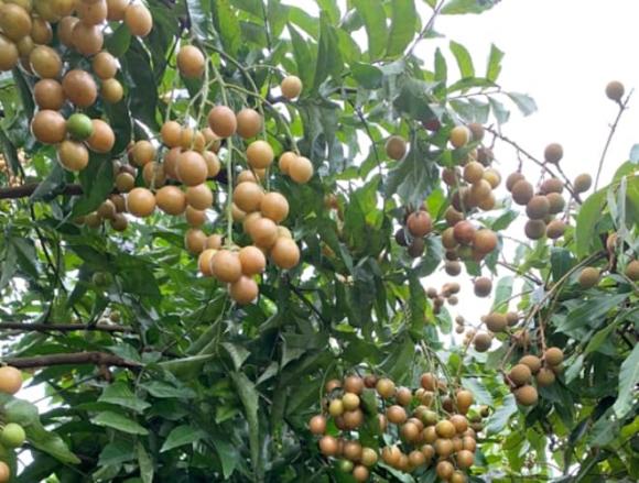 quất hồng bì, quả mùa hè