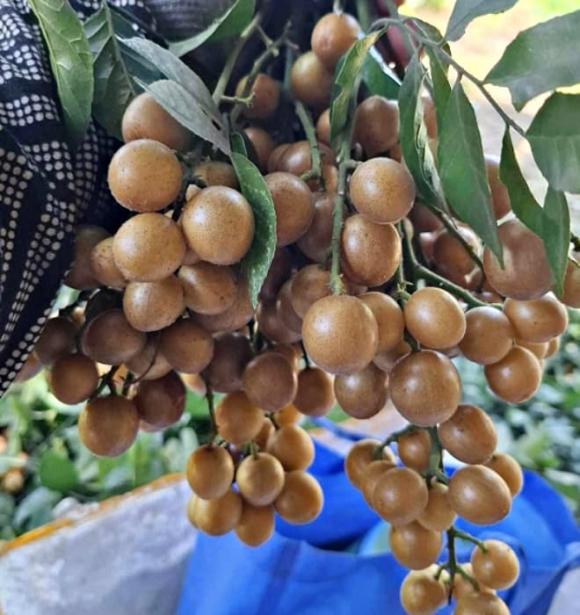 quất hồng bì, quả mùa hè