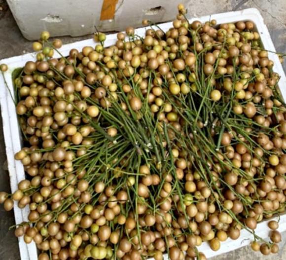 quất hồng bì, quả mùa hè