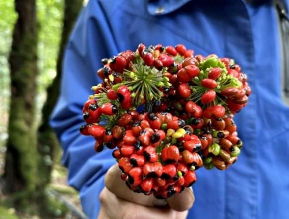 Loại hạt đắt đỏ bậc nhất thế giới, sâm Ngọc Linh