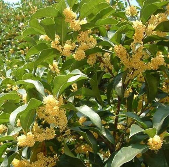 trồng cây, người giàu thường trồng cây, kiến thức