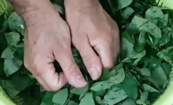 rau ngót, vò rau ngót trước khi nấu