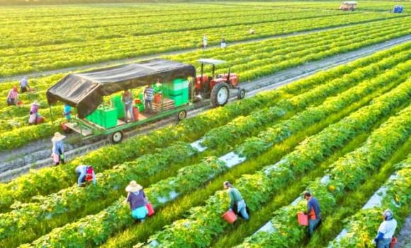 ngành học, ngành không lo thất nghiệp, ngành lương cao, ngành điểm chuẩn từ 16 điểm, Ngành Kinh doanh Nông nghiệp
