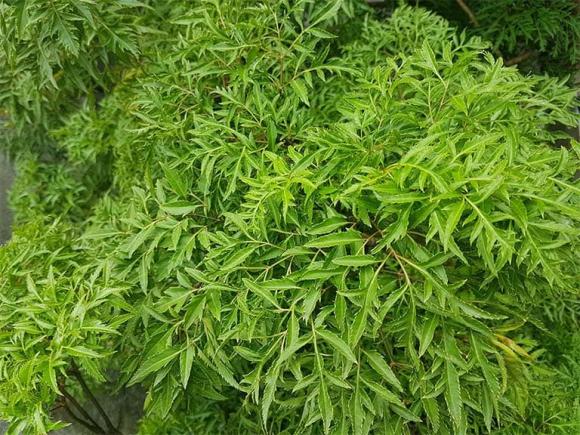 đinh lăng, trồng cây đinh lăng, đinh lăng trồng trước nhà, kiến thức