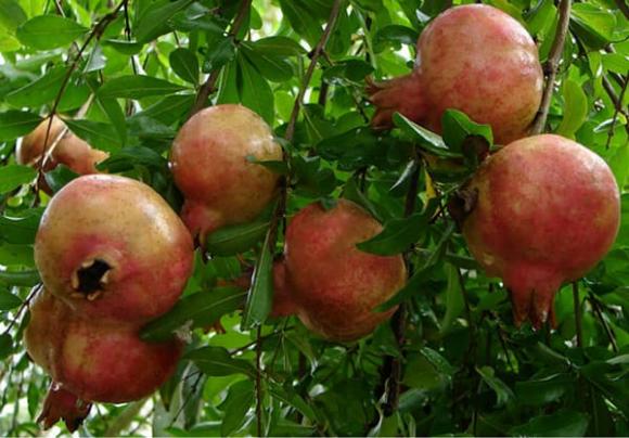 trồng cây, người giàu thường trồng cây, kiến thức
