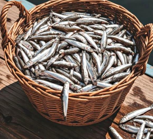 cá cơm, Loại cá giàu canxi hơn cá hồi