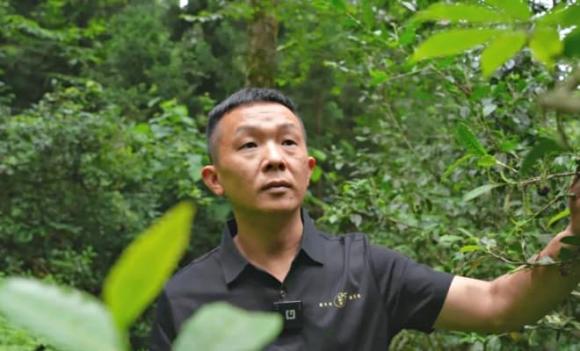 cây trà, vàng xanh
