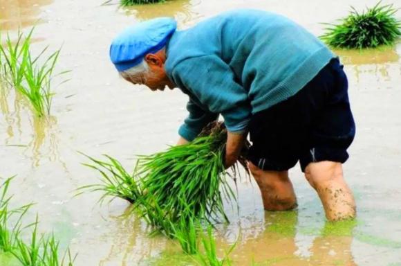 Người có phúc lông hai chân, người vô phúc hai chân lông