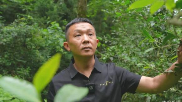 Chè cổ thụ, kinh doanh trà cổ thụ