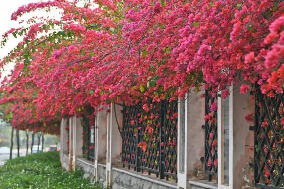 hoa giấy, cây cảnh