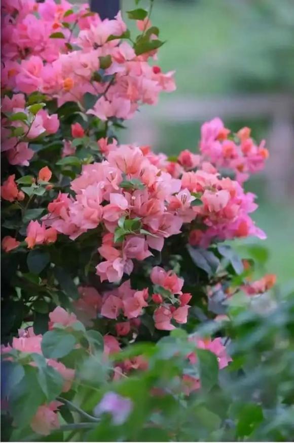 hoa giấy, cây cảnh