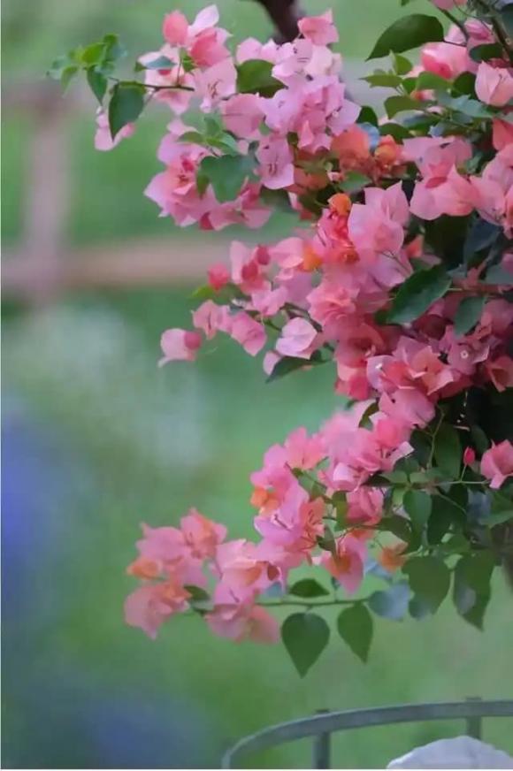 hoa giấy, cây cảnh