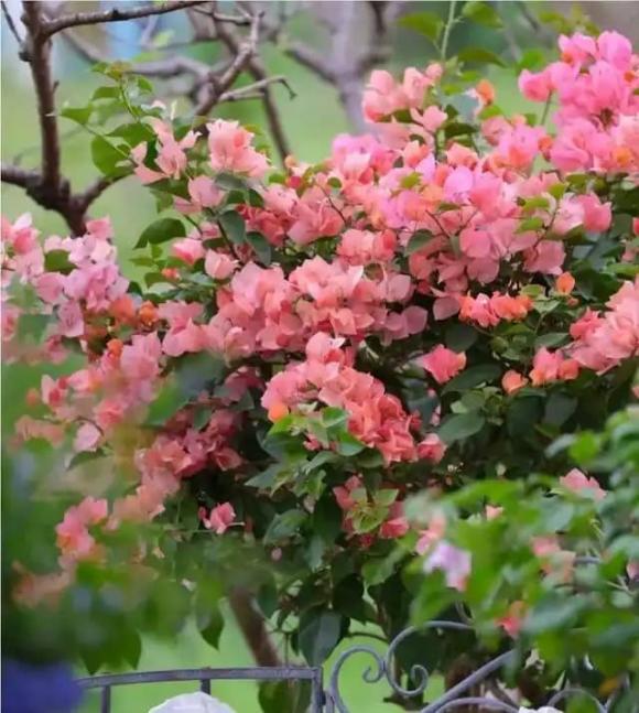hoa giấy, cây cảnh