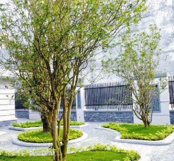 cây phong thủy, cây hút tài lộc, cây được nhà giàu ưa chuộng