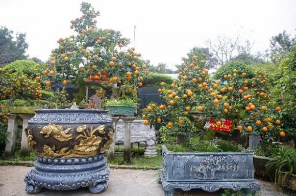 cây phong thủy, cây hút tài lộc, cây được nhà giàu ưa chuộng