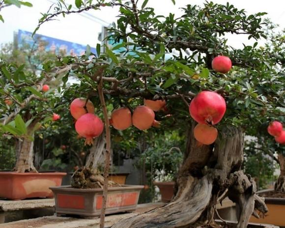 cây phong thủy, cây hút tài lộc, cây được nhà giàu ưa chuộng