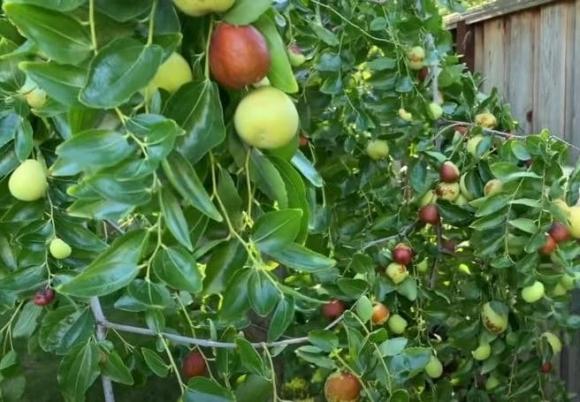 cây phong thủy, cây hút tài lộc, cây được nhà giàu ưa chuộng