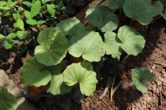 cây quý hiếm, cây một lá