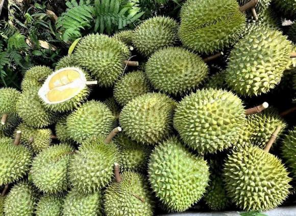 trồng cây, cây tỷ đô, trồng sầu riêng