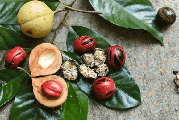 quả bạch đậu khấu, trái cây xuất khẩu, kiến thức