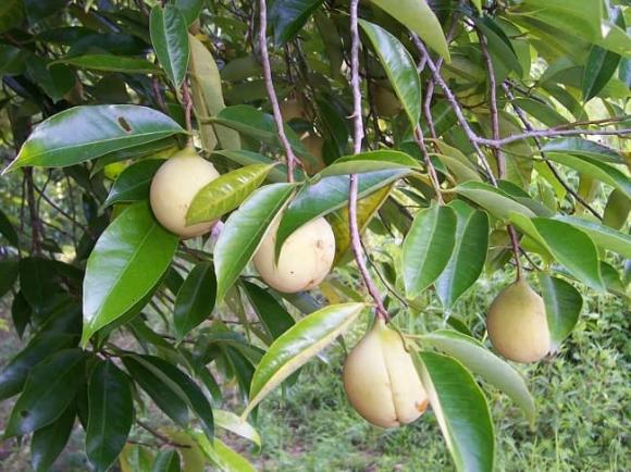 quả bạch đậu khấu, trái cây xuất khẩu, kiến thức