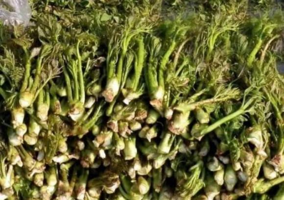 cao lương mỹ vị số 1 thế giới, rau tốt hơn cả nhân sâm, rau mọc dại