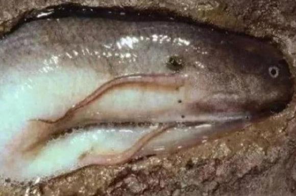 Loài cá sống 5 năm không cần nước, Cá phổi