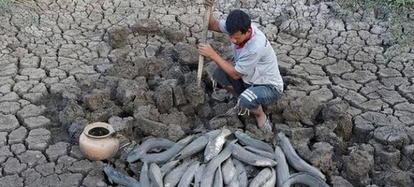 Loài cá sống 5 năm không cần nước, Cá phổi