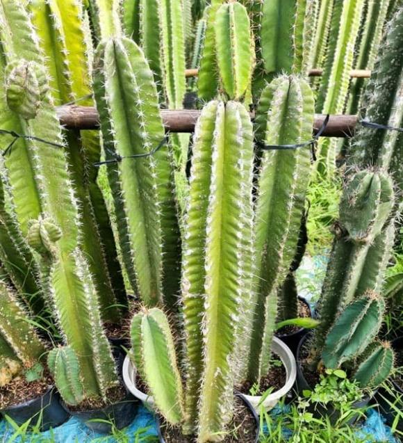 Cây phong thuỷ, cây dâu tằm, cây xương rồng