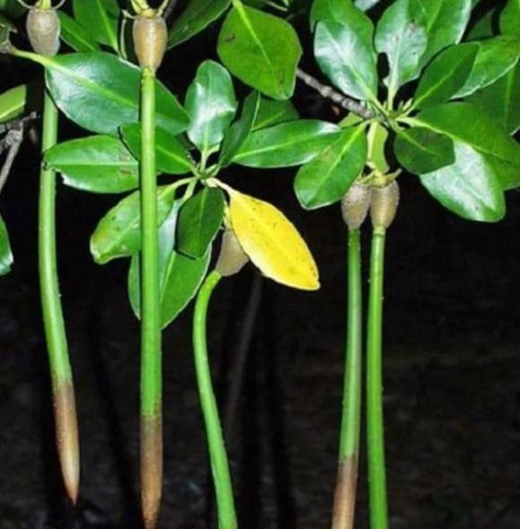 Cây sinh con, cây vẹt