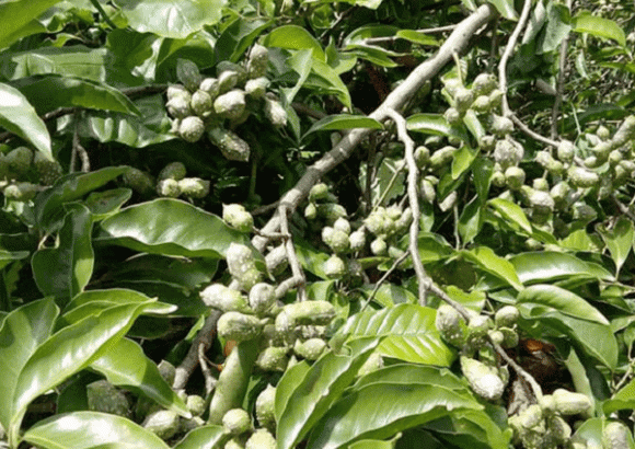 Cây gia vị, hạt dỗi