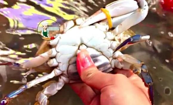 cua ghẹ, cách chọn cua ghẹ