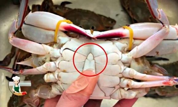 cua ghẹ, cách chọn cua ghẹ