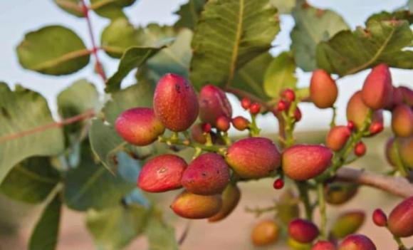 hạt dẻ cười, hồ trăn