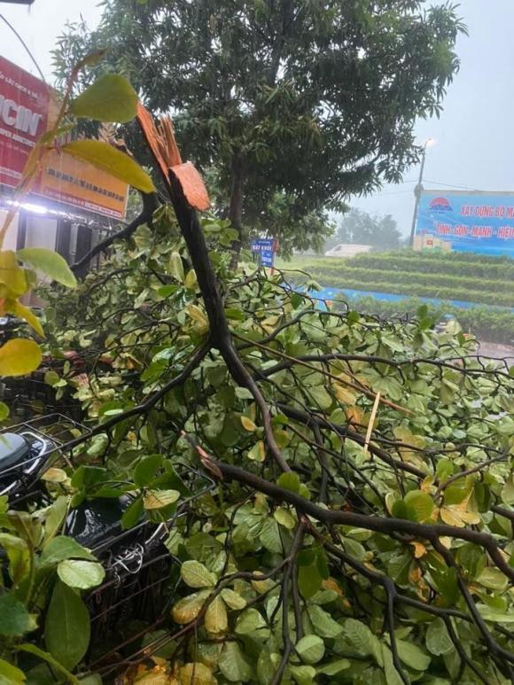 Hà Nội, mưa lớn ở Hà Nội, kiến thưc