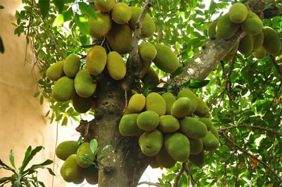 Cây mít, trồng mít trước nhà, phong thủy