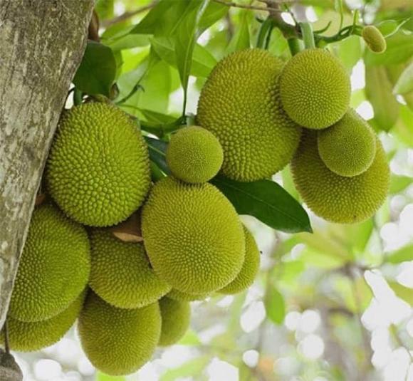 Cây mít, trồng mít trước nhà, phong thủy