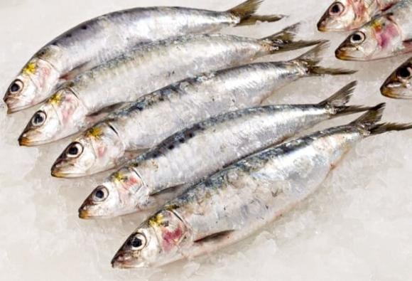 Loại cá tốt nhất thế giới, loại cá giàu DHA, cá mòi, cá hồi cho nhà bình dân