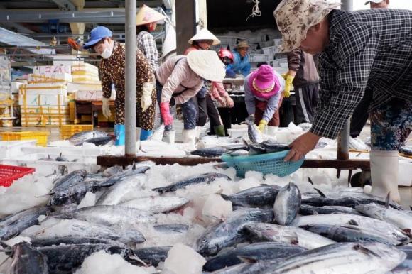 cá ngừ, cá hồi, sức khỏe
