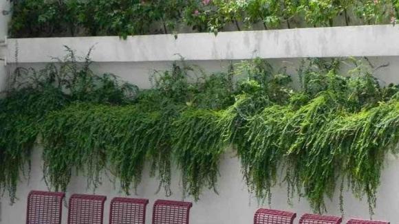 Cây phong thuỷ, cây thu hút vận xui