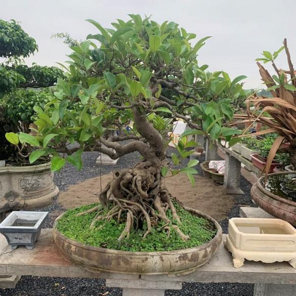 Cây phong thuỷ, cây thu hút vận xui