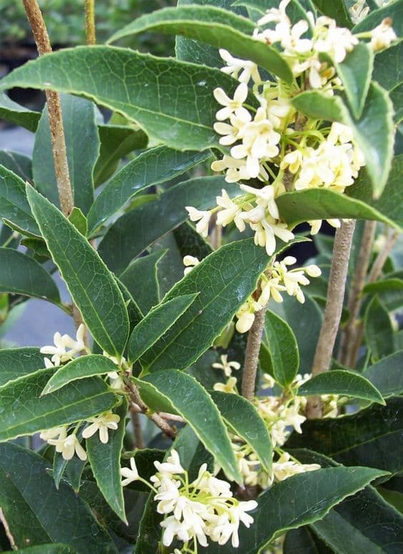 Cây phong thuỷ, mộc hương