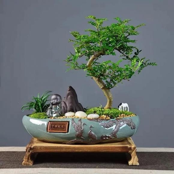 Cây phong thuỷ, mộc hương