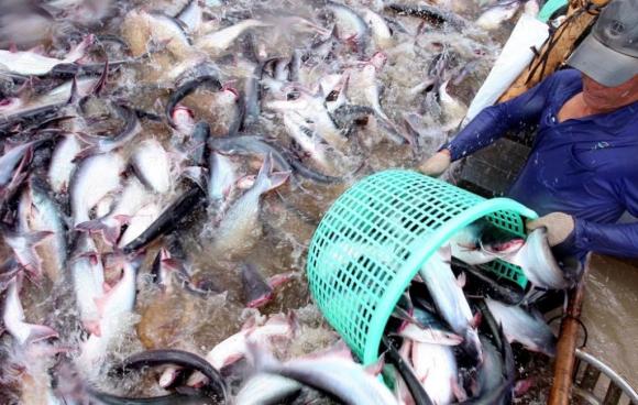 cá tra, xuất khẩu cá tra, kiến thức