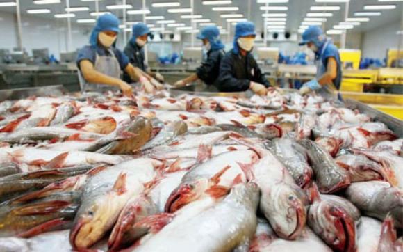 cá tra, xuất khẩu cá tra, kiến thức