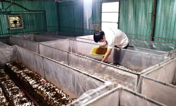 dế mèn, nuôi dế mèn, nông dân làm giàu