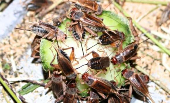 dế mèn, nuôi dế mèn, nông dân làm giàu