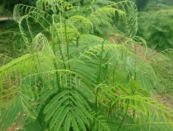 rau thối, đặc sản Tây Bắc
